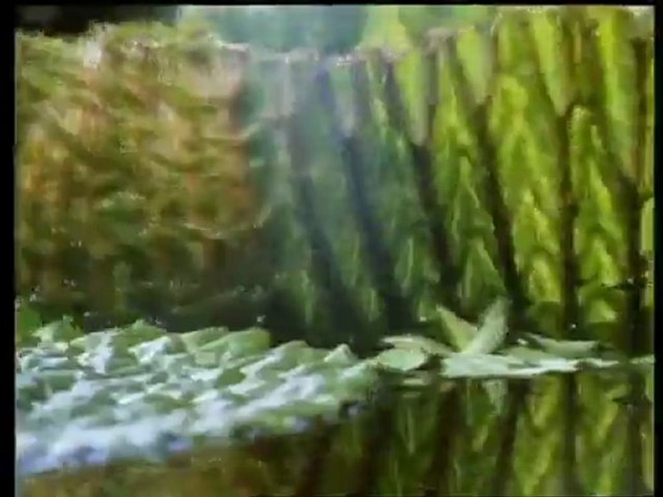 Merveilles de l'Amazone