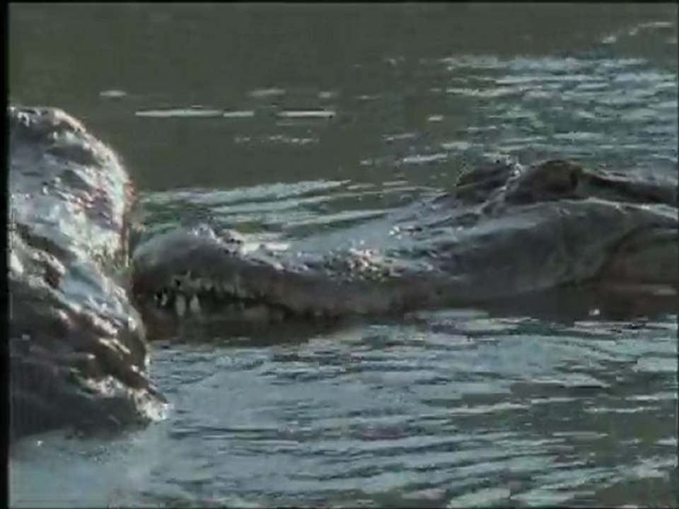 Everglades, l'eau et le feu