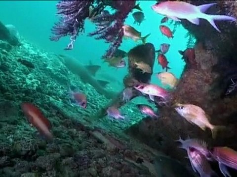 Les Caraïbes - Epaves et récifs