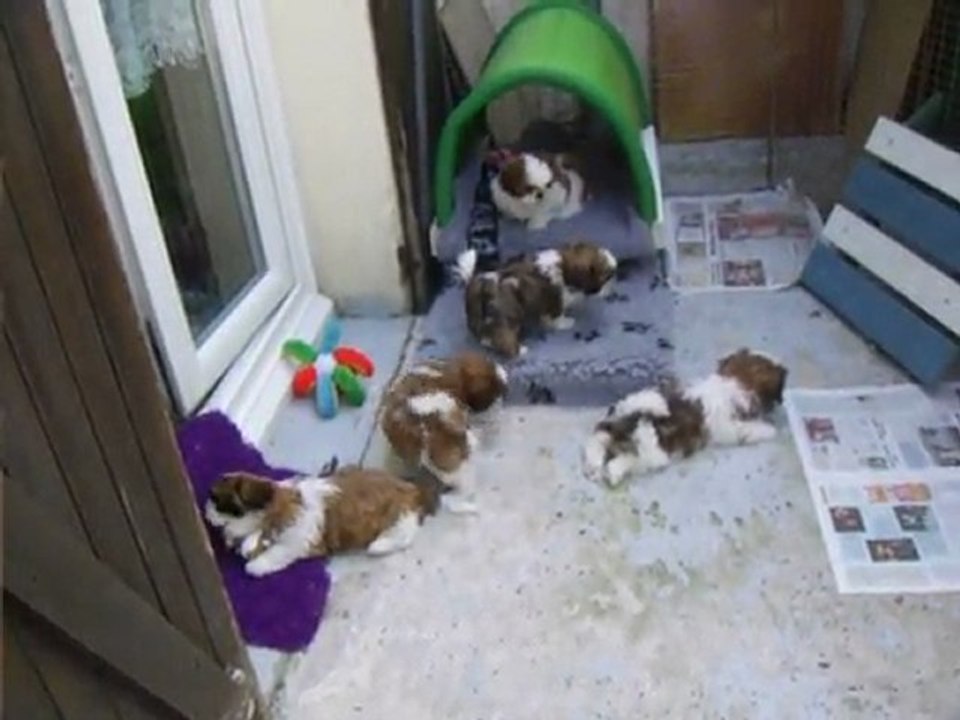 SSA43905bébés de bal tai et chang tzi 2011