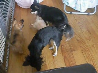 les derniers jours de Giulietta à la maison