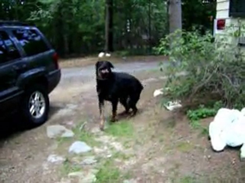 Dog with severe Hip Dysplasia and mobility issues