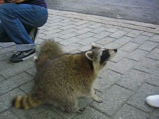 Nice Raccoons in Mount Royal, Montreal, Canada - Part 1
