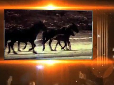 Trotting SARL-Matériel chevaux Centre