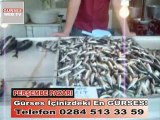 Pazarda balık bolluğu! Haber Videosu Uzunköprü - EDİRNE