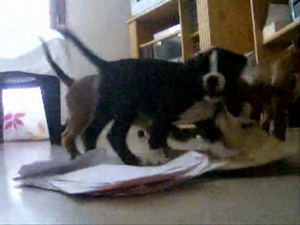 Soleil ou pluie .... rien ne change !!! A 45 jours, 2011-09-12. (CHEYENNE de SAINT QUINIS X UCELLO du DOLON / Portée des "G" 2011)