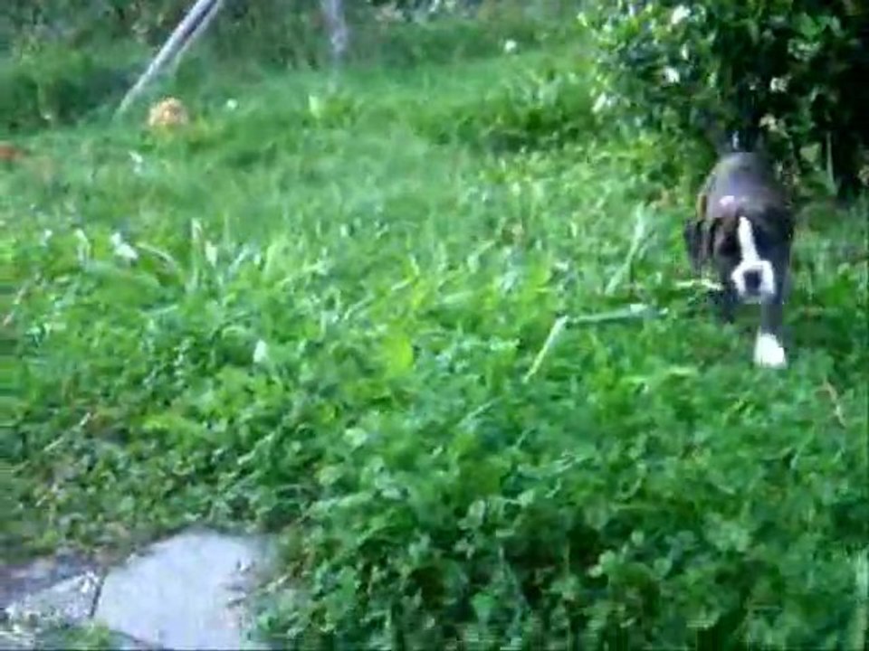 Le soleil est sorti à 46 jours, 2011-09-13 (CHEYENNE de SAINT QUINIS X UCELLO du DOLON / Portée des "G" 2011)(CHEYENNE de SAINT QUINIS X UCELLO du DOLON / Portée des "G" 2011)