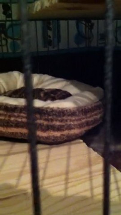flopy coussin