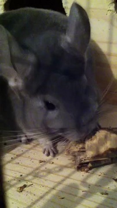 flopy noisetier