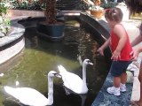 2011-08-19 Feeding Swans
