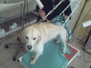 SALON TOILETTAGE REGARD CANIN CYRIUS