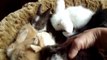24_07 592 mes 8 bébés lapins béliers nain angora teddy dans le panier