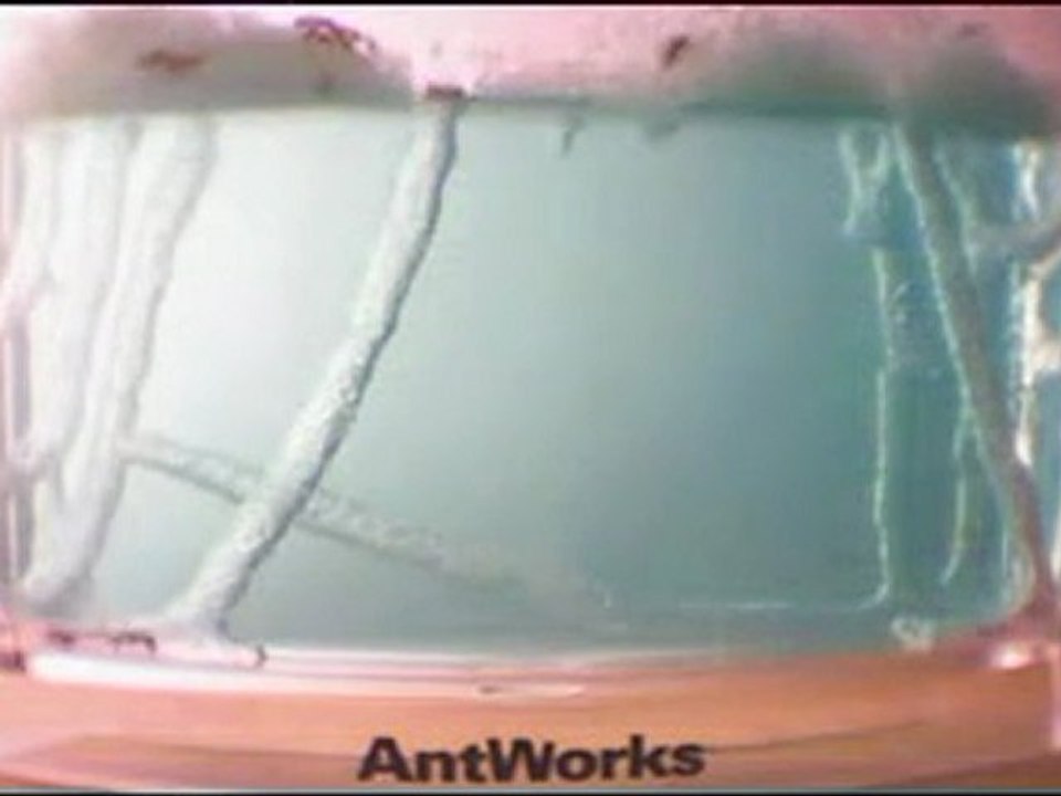 Antworks