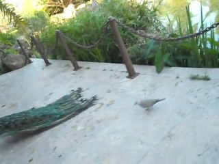 Le roi n'est pas son cousin... c'est le paon !