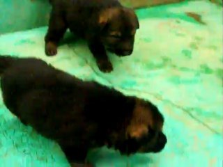 CACHORROS INKA Y GAL PRIMERA CAMADA V1, www.lk-9.com