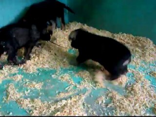 CACHORROS INKA Y GAL PRIMERA CAMADA V2, www.lk-9.com