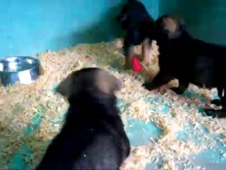 CACHORROS INKA Y GAL PRIMERA CAMADA V4, www.lk-9.com