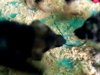 CACHORROS INKA Y GAL PRIMERA CAMADA V5, www.lk-9.com