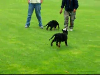 CACHORROS INKA Y GAL PRIMERA CAMADA V7, www.lk-9.com