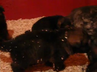 CACHORROS INKA Y GAL SEGUNDA CAMADA V7, www.lk-9.com