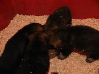 CACHORROS INKA Y GAL SEGUNDA CAMADA V5, www.lk-9.com