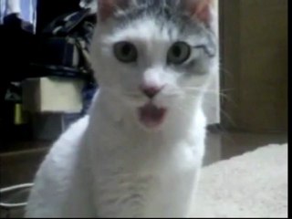 OMG kitten cohn bendit