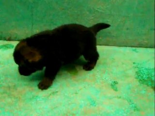 CACHORROS INKA Y GAL PRIMERA CAMADA V8, www.lk-9.com