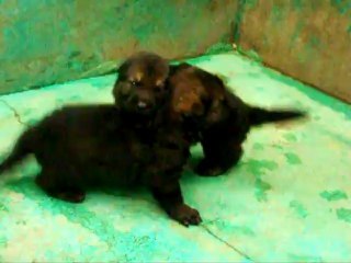 CACHORROS INKA Y GAL PRIMERA CAMADA V9, www.lk-9.com