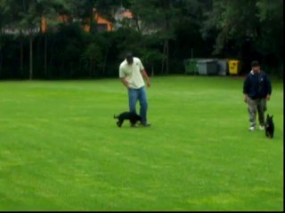 CACHORROS INKA Y GAL PRIMERA CAMADA V11, www.lk-9.com