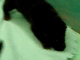 CACHORROS INKA Y GAL PRIMERA CAMADA V16, www.lk-9.com