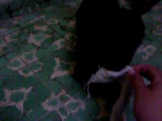 CACHORROS INKA Y GAL PRIMERA CAMADA V17, www.lk-9.com