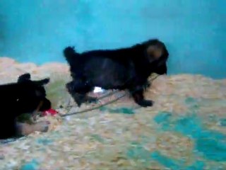 CACHORROS INKA Y GAL PRIMERA CAMADA V20, www.lk-9.com