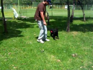 CACHORROS INKA Y GAL PRIMERA CAMADA V22, www.lk-9.com