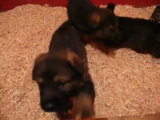 CACHORROS INKA Y GAL SEGUNDA CAMADA V1, www.lk-9.com