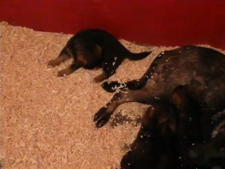 CACHORROS INKA Y GAL SEGUNDA CAMADA V2, www.lk-9.com