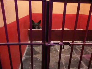 CACHORROS INKA Y GAL SEGUNDA CAMADA V12, www.lk-9.com