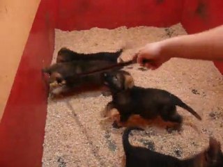 CACHORROS INKA Y GAL SEGUNDA CAMADA V13, www.lk-9.com