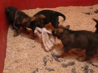 CACHORROS INKA Y GAL SEGUNDA CAMADA V15, www.lk-9.com