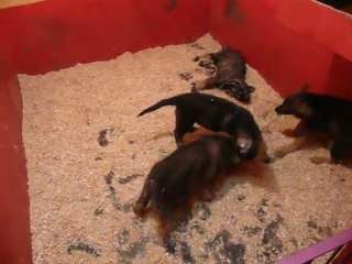 CACHORROS INKA Y GAL SEGUNDA CAMADA V17, www.lk-9.com