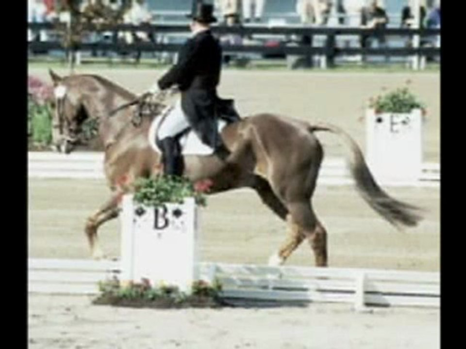 dressage arenas - horse dressage arena