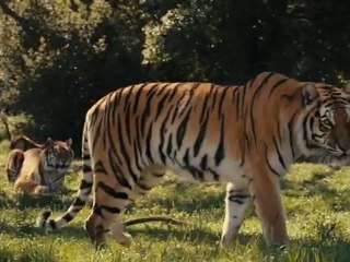 We Bought A Zoo Trailer