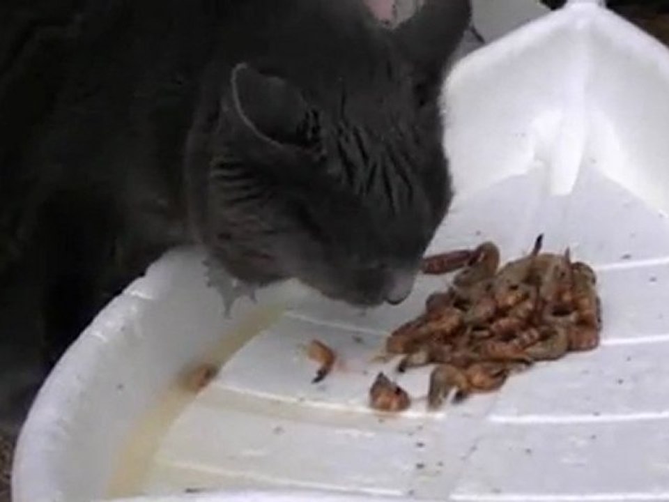 le chat et les crevettes