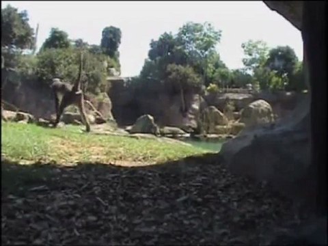 Nace una nueva cría de mangabey en Bioparc Valencia