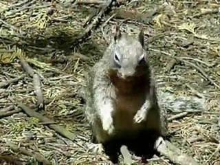 Repas d'un écureuil