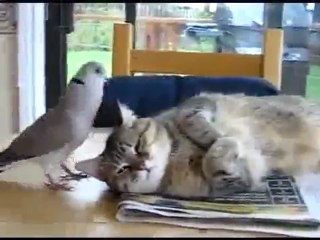 Pas moyen de faire la sieste !