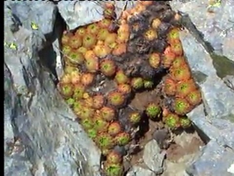 Serhan ALTINOK Karadeniz yaylalar (Seyretmenizi öneririm.)