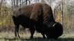 What is a bison? Reintroducing bison to Banff National Park