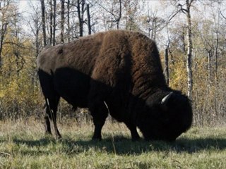 What is a bison? Reintroducing bison to Banff National Park