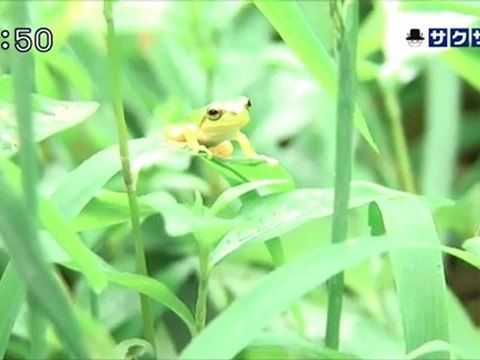 sakusaku 110916 3 みんなでうたおうＺ～白岡のうた～