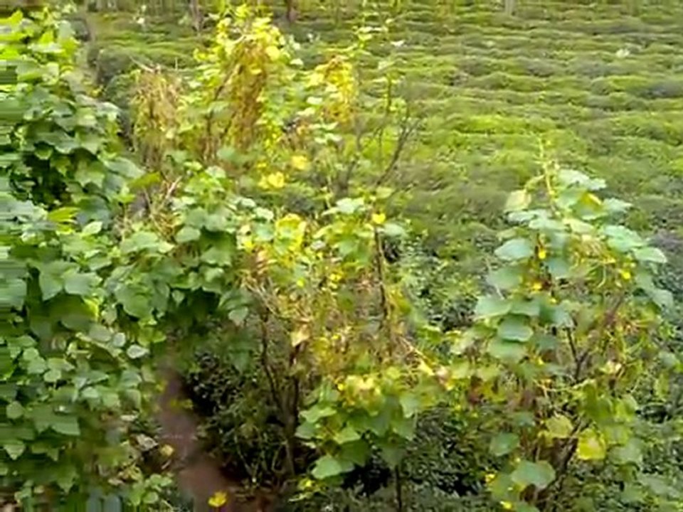 Rize Muradiye Köprübaşı Mahallesi 2011